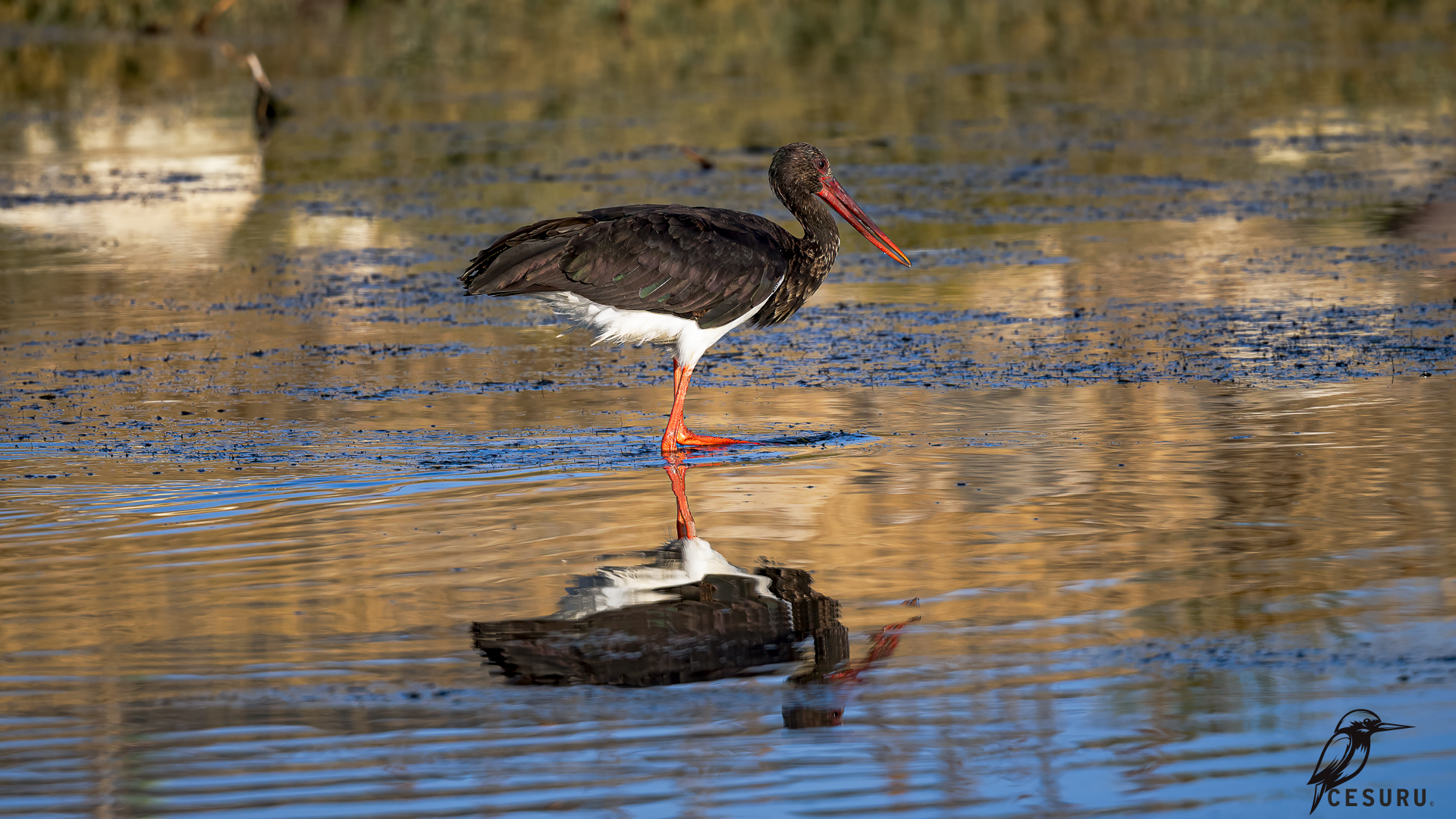 Black Stork — Ana fotoğraf